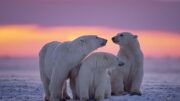 climate change lie