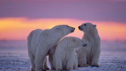 climate change lie