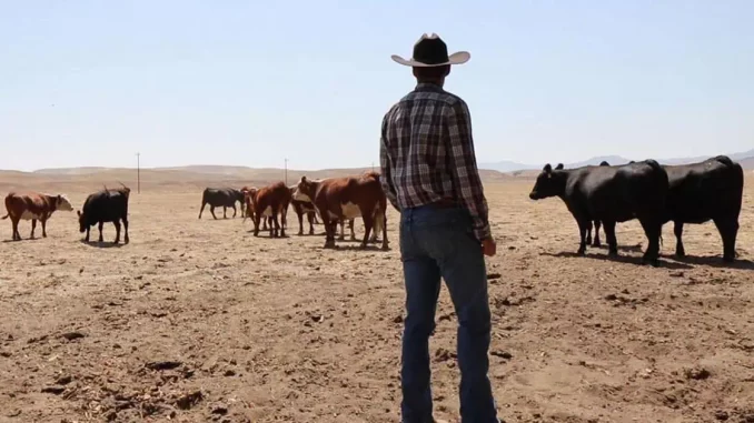 Tyson Shuts Down Major American Beef-Processing Plant amid Global War on Meat