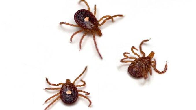Off the Menu: The First Death from a Tick-Borne Meat Allergy