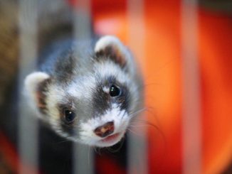 Binge-drinking ferrets and dogs on cocaine in $1.6trn US ‘government waste’ list