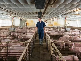 Canadian Government Greenlights Unlabeled Genetically Modified ‘Pork’ for Public Food Supply