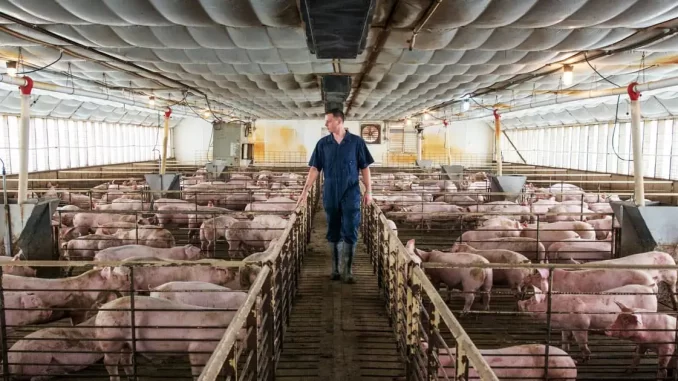 Canadian Government Greenlights Unlabeled Genetically Modified ‘Pork’ for Public Food Supply