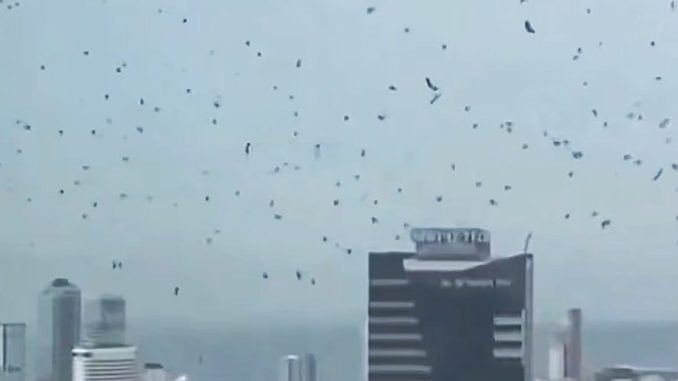 ‘Harbinger of Doom’ Warning Issued as Swarms of Crows Fill Skies Above Israel