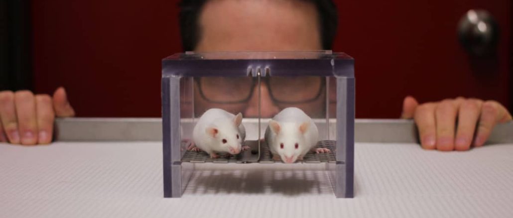 A group of leading American scientists has created genetically engineered mice with half-human brains in a disturbing new experiment that is raising serious ethical questions about how far researchers should go in manipulating animals with human brain cells. Researchers at Stanford University genetically engineered mice to be born without key regions of their own brains before injecting the newborn animals with millions of lab-grown human brain cells. The human tissue then grew inside the rodents’ skulls, connected to their blood supply, and even formed connections with the animals’ remaining brain cells and spinal cords. Within three months, the transplanted human tissue had almost completely filled the deliberately created cavity. The result was what researchers describe as “xenocortical” mice with approximately half of their brains, by volume, consisting of human tissue. Scientists say the radical experiments could allow them to investigate schizophrenia, epilepsy, cerebral palsy, intellectual disabilities, and rare forms of dementia. However, the rapidly advancing research is also fueling concerns about animal welfare and the possibility that increasingly sophisticated lab-grown human brain tissue could eventually develop properties associated with consciousness or pain. Mice Engineered to Make Room for Human Brains The experiments were led by Stanford University psychiatry professor Sergiu Pașca. Pașca’s team published the findings in the journal Nature. Researchers have struggled for years to study human neurological disorders because living human brains are largely inaccessible for direct experimentation. “We’ve been trying really hard as a community to find therapeutic solutions for these conditions, but the reality is that in psychiatry and neurology we’ve been left behind [by] every single branch of medicine and we have fewer therapeutics than, again, every single branch of medicine,” Pașca said. “That could be because the human brain is very complex, but it’s also because the human brain is inaccessible,” he continued. “To a large extent, our goal has been to make aspects of human brain development and function accessible for investigation.” The researchers turned to neural organoids, clumps of human brain cells grown in laboratories that can organize themselves into complex structures displaying some characteristics of actual brains. Stanford researchers had previously implanted human neurons into rats. Those cells survived and became integrated into the rats’ brain circuitry. But there was a problem. There wasn’t enough room inside the animals’ skulls for large quantities of human tissue to develop. Researchers devised a radical solution. They genetically engineered mice so that development of the cerebral cortex and hippocampus, two major areas of the brain, was severely stunted. The resulting empty space could then be occupied by human brain tissue. Millions of Human Cells Injected into Newborn Mice The human brain organoids were produced by reprogramming donated human skin cells. Newborn mice were then given several injections containing approximately 100,000 human brain cells each. The genetically modified rodents were missing approximately 14 million mouse brain cells. Researchers ultimately introduced around four million human cells. Within three months, the human tissue had connected to the mice’s blood supply and expanded until it occupied roughly half of the animals’ brains by volume. Some human neurons even established connections with mouse brain cells and the spinal cord. The human tissue did not organize itself in the same manner as a normal human brain. It also remained immature, with researchers comparing its developmental state to human brain tissue roughly halfway through pregnancy. Nevertheless, the scale of human tissue successfully grown inside a living animal represents a dramatic expansion of previous organoid experiments. The mice surprisingly survived despite being engineered without large portions of their normal brains. Other regions apparently adapted to perform some of the missing functions. The animals appeared outwardly normal but displayed an unsteady gait, cautious movement, and memory problems. Researchers said the addition of human tissue did not make the mice more intelligent or otherwise enhance them. However, their movement and cognitive problems improved slightly after the transplants. Human Brain Tissue Used to Study Disease Scientists believe the creatures could provide an entirely new way to study diseases affecting the human brain. Researchers could take cells directly from a patient with a neurological disorder, reprogram them into brain tissue, and implant that tissue into mice. They could then observe how the patient’s human cells behave inside a living organism and test potential treatments. To demonstrate the technique, researchers subjected some of the mice to five hours of low oxygen. The experiment allowed scientists to observe how human neurons responded to oxygen deprivation, which during pregnancy and birth can contribute to cerebral palsy. Researchers also discovered rare human cells known as von Economo neurons growing inside the mice. Until now, those cells had only been observed during postmortem examinations. Von Economo neurons are among the first cells destroyed by frontotemporal dementia, a rare form of dementia. Pașca now hopes the humanized mice can be used to investigate the disease. Experiment Raises Ethical Questions The breakthrough is intensifying an already contentious debate surrounding neural organoids. Scientists can now grow increasingly sophisticated human brain tissue in laboratories and implant that tissue into living animals. That has raised questions about what could eventually happen if the technology advances far enough. Among the concerns is whether human brain organoids could someday develop the capacity for consciousness or pain. There are also questions about the welfare of animals whose brains are extensively altered using human cells. Pașca said the Stanford research has been subjected to extensive ethical oversight. Emily Jackson, professor of law at the London School of Economics and chair of a recent Nuffield Council on Bioethics report examining neural organoids, said continued scrutiny will be essential. “Animal welfare is a really important concern, and it will be necessary to closely monitor these animals in order to evaluate the impact on them,” Jackson said. Prof. Madeline Lancaster, group leader at the MRC Laboratory of Molecular Biology in Cambridge, also warned that such experiments require strong justification. “It’s obviously ethically sensitive, and there needs to be a very good reason to do this type of animal experimentation, which most scientific avenues do not require,” Lancaster said. Lancaster noted that many scientists are attempting to develop brain organoids entirely in laboratory dishes rather than implanting them into animals. “The field is still aiming for fully in vitro solutions, but this work can also inform on what may be needed to improve those in vitro models to reach more mature stages,” she said. Lancaster also questioned how much the mice can reveal about normal human brain development. “It’s less clear to me how this will inform our understanding of human brain development since it is rather artificial, and not at all like how the brain develops naturally,” she said. Human Brain Experiments Push into New Territory The Stanford experiments nevertheless demonstrate just how far human brain organoid technology has advanced. Scientists have gone from growing small clusters of human neurons in laboratory dishes to placing millions of those cells inside living animals. They have now deliberately engineered mice without major portions of their own brains so human tissue can take their place. That tissue survives. It receives blood from the animal. It expands until it occupies approximately half the brain by volume. And human neurons establish connections with the mouse’s own nervous system. Researchers believe those extraordinary capabilities could eventually unlock treatments for devastating neurological and psychiatric disorders that medicine has struggled to address. But the same breakthrough is pushing scientists into increasingly sensitive territory as the distinction between laboratory-grown human brain tissue and the brains of living experimental animals becomes increasingly blurred.
