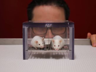 A group of leading American scientists has created genetically engineered mice with half-human brains in a disturbing new experiment that is raising serious ethical questions about how far researchers should go in manipulating animals with human brain cells. Researchers at Stanford University genetically engineered mice to be born without key regions of their own brains before injecting the newborn animals with millions of lab-grown human brain cells. The human tissue then grew inside the rodents’ skulls, connected to their blood supply, and even formed connections with the animals’ remaining brain cells and spinal cords. Within three months, the transplanted human tissue had almost completely filled the deliberately created cavity. The result was what researchers describe as “xenocortical” mice with approximately half of their brains, by volume, consisting of human tissue. Scientists say the radical experiments could allow them to investigate schizophrenia, epilepsy, cerebral palsy, intellectual disabilities, and rare forms of dementia. However, the rapidly advancing research is also fueling concerns about animal welfare and the possibility that increasingly sophisticated lab-grown human brain tissue could eventually develop properties associated with consciousness or pain. Mice Engineered to Make Room for Human Brains The experiments were led by Stanford University psychiatry professor Sergiu Pașca. Pașca’s team published the findings in the journal Nature. Researchers have struggled for years to study human neurological disorders because living human brains are largely inaccessible for direct experimentation. “We’ve been trying really hard as a community to find therapeutic solutions for these conditions, but the reality is that in psychiatry and neurology we’ve been left behind [by] every single branch of medicine and we have fewer therapeutics than, again, every single branch of medicine,” Pașca said. “That could be because the human brain is very complex, but it’s also because the human brain is inaccessible,” he continued. “To a large extent, our goal has been to make aspects of human brain development and function accessible for investigation.” The researchers turned to neural organoids, clumps of human brain cells grown in laboratories that can organize themselves into complex structures displaying some characteristics of actual brains. Stanford researchers had previously implanted human neurons into rats. Those cells survived and became integrated into the rats’ brain circuitry. But there was a problem. There wasn’t enough room inside the animals’ skulls for large quantities of human tissue to develop. Researchers devised a radical solution. They genetically engineered mice so that development of the cerebral cortex and hippocampus, two major areas of the brain, was severely stunted. The resulting empty space could then be occupied by human brain tissue. Millions of Human Cells Injected into Newborn Mice The human brain organoids were produced by reprogramming donated human skin cells. Newborn mice were then given several injections containing approximately 100,000 human brain cells each. The genetically modified rodents were missing approximately 14 million mouse brain cells. Researchers ultimately introduced around four million human cells. Within three months, the human tissue had connected to the mice’s blood supply and expanded until it occupied roughly half of the animals’ brains by volume. Some human neurons even established connections with mouse brain cells and the spinal cord. The human tissue did not organize itself in the same manner as a normal human brain. It also remained immature, with researchers comparing its developmental state to human brain tissue roughly halfway through pregnancy. Nevertheless, the scale of human tissue successfully grown inside a living animal represents a dramatic expansion of previous organoid experiments. The mice surprisingly survived despite being engineered without large portions of their normal brains. Other regions apparently adapted to perform some of the missing functions. The animals appeared outwardly normal but displayed an unsteady gait, cautious movement, and memory problems. Researchers said the addition of human tissue did not make the mice more intelligent or otherwise enhance them. However, their movement and cognitive problems improved slightly after the transplants. Human Brain Tissue Used to Study Disease Scientists believe the creatures could provide an entirely new way to study diseases affecting the human brain. Researchers could take cells directly from a patient with a neurological disorder, reprogram them into brain tissue, and implant that tissue into mice. They could then observe how the patient’s human cells behave inside a living organism and test potential treatments. To demonstrate the technique, researchers subjected some of the mice to five hours of low oxygen. The experiment allowed scientists to observe how human neurons responded to oxygen deprivation, which during pregnancy and birth can contribute to cerebral palsy. Researchers also discovered rare human cells known as von Economo neurons growing inside the mice. Until now, those cells had only been observed during postmortem examinations. Von Economo neurons are among the first cells destroyed by frontotemporal dementia, a rare form of dementia. Pașca now hopes the humanized mice can be used to investigate the disease. Experiment Raises Ethical Questions The breakthrough is intensifying an already contentious debate surrounding neural organoids. Scientists can now grow increasingly sophisticated human brain tissue in laboratories and implant that tissue into living animals. That has raised questions about what could eventually happen if the technology advances far enough. Among the concerns is whether human brain organoids could someday develop the capacity for consciousness or pain. There are also questions about the welfare of animals whose brains are extensively altered using human cells. Pașca said the Stanford research has been subjected to extensive ethical oversight. Emily Jackson, professor of law at the London School of Economics and chair of a recent Nuffield Council on Bioethics report examining neural organoids, said continued scrutiny will be essential. “Animal welfare is a really important concern, and it will be necessary to closely monitor these animals in order to evaluate the impact on them,” Jackson said. Prof. Madeline Lancaster, group leader at the MRC Laboratory of Molecular Biology in Cambridge, also warned that such experiments require strong justification. “It’s obviously ethically sensitive, and there needs to be a very good reason to do this type of animal experimentation, which most scientific avenues do not require,” Lancaster said. Lancaster noted that many scientists are attempting to develop brain organoids entirely in laboratory dishes rather than implanting them into animals. “The field is still aiming for fully in vitro solutions, but this work can also inform on what may be needed to improve those in vitro models to reach more mature stages,” she said. Lancaster also questioned how much the mice can reveal about normal human brain development. “It’s less clear to me how this will inform our understanding of human brain development since it is rather artificial, and not at all like how the brain develops naturally,” she said. Human Brain Experiments Push into New Territory The Stanford experiments nevertheless demonstrate just how far human brain organoid technology has advanced. Scientists have gone from growing small clusters of human neurons in laboratory dishes to placing millions of those cells inside living animals. They have now deliberately engineered mice without major portions of their own brains so human tissue can take their place. That tissue survives. It receives blood from the animal. It expands until it occupies approximately half the brain by volume. And human neurons establish connections with the mouse’s own nervous system. Researchers believe those extraordinary capabilities could eventually unlock treatments for devastating neurological and psychiatric disorders that medicine has struggled to address. But the same breakthrough is pushing scientists into increasingly sensitive territory as the distinction between laboratory-grown human brain tissue and the brains of living experimental animals becomes increasingly blurred.