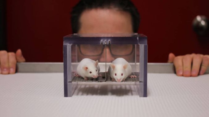 A group of leading American scientists has created genetically engineered mice with half-human brains in a disturbing new experiment that is raising serious ethical questions about how far researchers should go in manipulating animals with human brain cells. Researchers at Stanford University genetically engineered mice to be born without key regions of their own brains before injecting the newborn animals with millions of lab-grown human brain cells. The human tissue then grew inside the rodents’ skulls, connected to their blood supply, and even formed connections with the animals’ remaining brain cells and spinal cords. Within three months, the transplanted human tissue had almost completely filled the deliberately created cavity. The result was what researchers describe as “xenocortical” mice with approximately half of their brains, by volume, consisting of human tissue. Scientists say the radical experiments could allow them to investigate schizophrenia, epilepsy, cerebral palsy, intellectual disabilities, and rare forms of dementia. However, the rapidly advancing research is also fueling concerns about animal welfare and the possibility that increasingly sophisticated lab-grown human brain tissue could eventually develop properties associated with consciousness or pain. Mice Engineered to Make Room for Human Brains The experiments were led by Stanford University psychiatry professor Sergiu Pașca. Pașca’s team published the findings in the journal Nature. Researchers have struggled for years to study human neurological disorders because living human brains are largely inaccessible for direct experimentation. “We’ve been trying really hard as a community to find therapeutic solutions for these conditions, but the reality is that in psychiatry and neurology we’ve been left behind [by] every single branch of medicine and we have fewer therapeutics than, again, every single branch of medicine,” Pașca said. “That could be because the human brain is very complex, but it’s also because the human brain is inaccessible,” he continued. “To a large extent, our goal has been to make aspects of human brain development and function accessible for investigation.” The researchers turned to neural organoids, clumps of human brain cells grown in laboratories that can organize themselves into complex structures displaying some characteristics of actual brains. Stanford researchers had previously implanted human neurons into rats. Those cells survived and became integrated into the rats’ brain circuitry. But there was a problem. There wasn’t enough room inside the animals’ skulls for large quantities of human tissue to develop. Researchers devised a radical solution. They genetically engineered mice so that development of the cerebral cortex and hippocampus, two major areas of the brain, was severely stunted. The resulting empty space could then be occupied by human brain tissue. Millions of Human Cells Injected into Newborn Mice The human brain organoids were produced by reprogramming donated human skin cells. Newborn mice were then given several injections containing approximately 100,000 human brain cells each. The genetically modified rodents were missing approximately 14 million mouse brain cells. Researchers ultimately introduced around four million human cells. Within three months, the human tissue had connected to the mice’s blood supply and expanded until it occupied roughly half of the animals’ brains by volume. Some human neurons even established connections with mouse brain cells and the spinal cord. The human tissue did not organize itself in the same manner as a normal human brain. It also remained immature, with researchers comparing its developmental state to human brain tissue roughly halfway through pregnancy. Nevertheless, the scale of human tissue successfully grown inside a living animal represents a dramatic expansion of previous organoid experiments. The mice surprisingly survived despite being engineered without large portions of their normal brains. Other regions apparently adapted to perform some of the missing functions. The animals appeared outwardly normal but displayed an unsteady gait, cautious movement, and memory problems. Researchers said the addition of human tissue did not make the mice more intelligent or otherwise enhance them. However, their movement and cognitive problems improved slightly after the transplants. Human Brain Tissue Used to Study Disease Scientists believe the creatures could provide an entirely new way to study diseases affecting the human brain. Researchers could take cells directly from a patient with a neurological disorder, reprogram them into brain tissue, and implant that tissue into mice. They could then observe how the patient’s human cells behave inside a living organism and test potential treatments. To demonstrate the technique, researchers subjected some of the mice to five hours of low oxygen. The experiment allowed scientists to observe how human neurons responded to oxygen deprivation, which during pregnancy and birth can contribute to cerebral palsy. Researchers also discovered rare human cells known as von Economo neurons growing inside the mice. Until now, those cells had only been observed during postmortem examinations. Von Economo neurons are among the first cells destroyed by frontotemporal dementia, a rare form of dementia. Pașca now hopes the humanized mice can be used to investigate the disease. Experiment Raises Ethical Questions The breakthrough is intensifying an already contentious debate surrounding neural organoids. Scientists can now grow increasingly sophisticated human brain tissue in laboratories and implant that tissue into living animals. That has raised questions about what could eventually happen if the technology advances far enough. Among the concerns is whether human brain organoids could someday develop the capacity for consciousness or pain. There are also questions about the welfare of animals whose brains are extensively altered using human cells. Pașca said the Stanford research has been subjected to extensive ethical oversight. Emily Jackson, professor of law at the London School of Economics and chair of a recent Nuffield Council on Bioethics report examining neural organoids, said continued scrutiny will be essential. “Animal welfare is a really important concern, and it will be necessary to closely monitor these animals in order to evaluate the impact on them,” Jackson said. Prof. Madeline Lancaster, group leader at the MRC Laboratory of Molecular Biology in Cambridge, also warned that such experiments require strong justification. “It’s obviously ethically sensitive, and there needs to be a very good reason to do this type of animal experimentation, which most scientific avenues do not require,” Lancaster said. Lancaster noted that many scientists are attempting to develop brain organoids entirely in laboratory dishes rather than implanting them into animals. “The field is still aiming for fully in vitro solutions, but this work can also inform on what may be needed to improve those in vitro models to reach more mature stages,” she said. Lancaster also questioned how much the mice can reveal about normal human brain development. “It’s less clear to me how this will inform our understanding of human brain development since it is rather artificial, and not at all like how the brain develops naturally,” she said. Human Brain Experiments Push into New Territory The Stanford experiments nevertheless demonstrate just how far human brain organoid technology has advanced. Scientists have gone from growing small clusters of human neurons in laboratory dishes to placing millions of those cells inside living animals. They have now deliberately engineered mice without major portions of their own brains so human tissue can take their place. That tissue survives. It receives blood from the animal. It expands until it occupies approximately half the brain by volume. And human neurons establish connections with the mouse’s own nervous system. Researchers believe those extraordinary capabilities could eventually unlock treatments for devastating neurological and psychiatric disorders that medicine has struggled to address. But the same breakthrough is pushing scientists into increasingly sensitive territory as the distinction between laboratory-grown human brain tissue and the brains of living experimental animals becomes increasingly blurred.