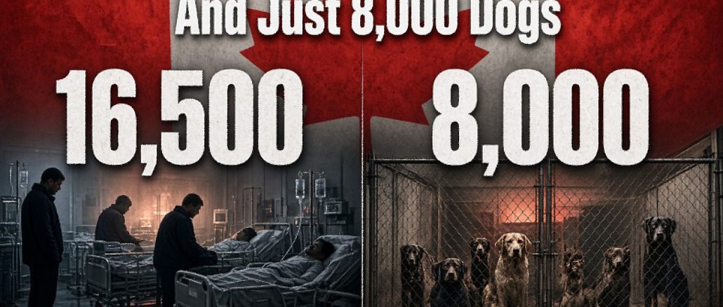 Canada Euthanizes 16,500 People a Year, And Just 8,000 Dogs