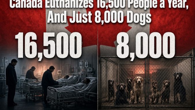 Canada Euthanizes 16,500 People a Year, And Just 8,000 Dogs